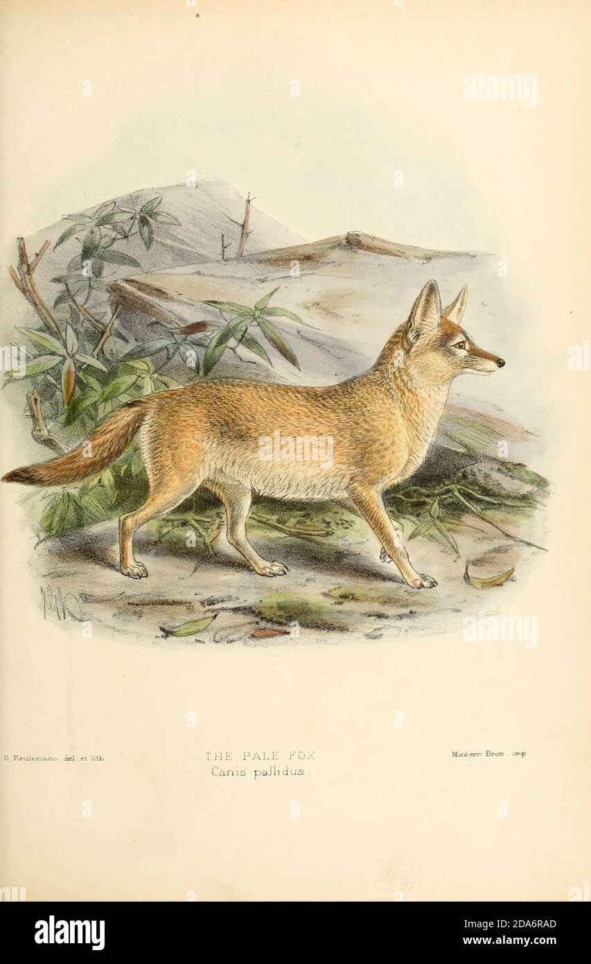 The pale fox (Vulpes pallida [Here as Canis pallidus]) is a species of fox found in the band of African Sahel from Senegal in the west to Sudan in the east. It is one of the least studied of all canid species, in part due to its remote habitat and its sandy coat that blends in well with the desert-like terrain From the Book Dogs, Jackals, Wolves and Foxes A Monograph of The Canidae [from Latin, canis, 'dog') is a biological family of dog-like carnivorans. A member of this family is called a canid] By George Mivart, F.R.S. with woodcuts and 45 coloured plates drawn from nature by J. G. Keuleman Stock Photo