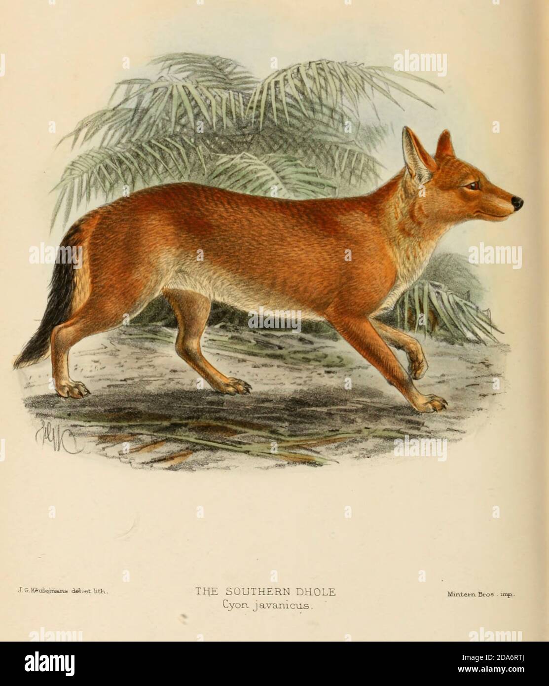 The Ussuri dhole (Cuon alpinus alpinus [Cyon javanicus]), also known as the Indian dhole, Eastern Asiatic dhole, Chinese dhole or Southern dhole, From the Book Dogs, Jackals, Wolves and Foxes A Monograph of The Canidae [from Latin, canis, 'dog') is a biological family of dog-like carnivorans. A member of this family is called a canid] By George Mivart, F.R.S. with woodcuts and 45 coloured plates drawn from nature by J. G. Keulemans and Hand-Coloured. Published by R. H. Porter, London, 1890 Stock Photo
