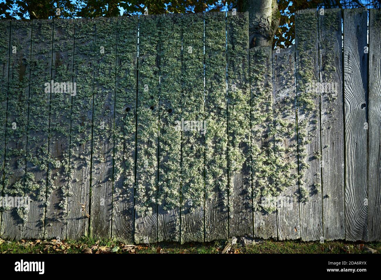 Broken and patterned fence covered in lichen highlighted by early morning autumn sun. Scottish Borders. Stock Photo