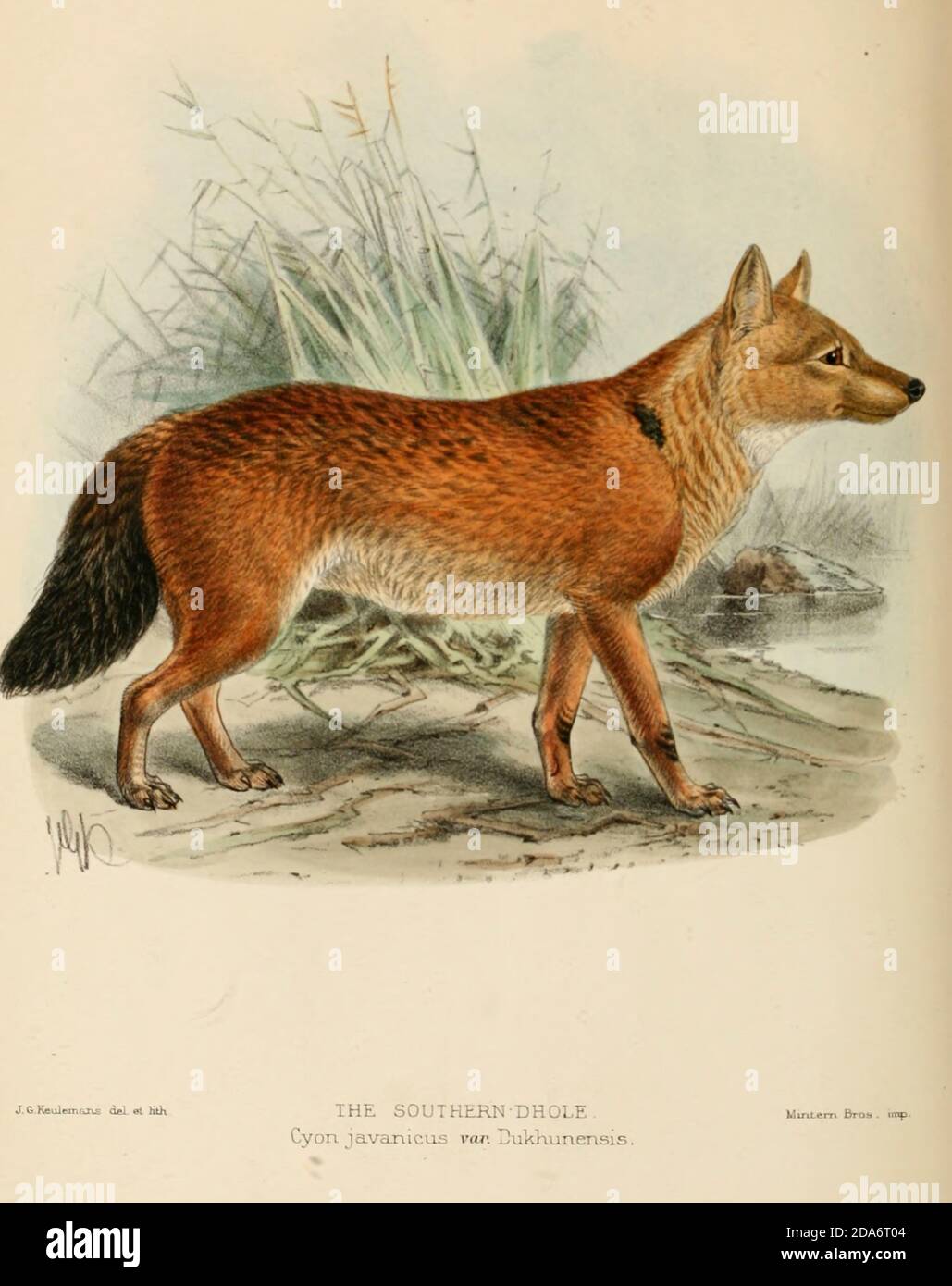 The Sumatran dhole (Cuon alpinus sumatrensis [Cyon javanicus var dukhunensis]) also known as the Sumatran wild dog is a subspecies of dhole native to the Indonesian islands of Sumatra. From the Book Dogs, Jackals, Wolves and Foxes A Monograph of The Canidae [from Latin, canis, 'dog') is a biological family of dog-like carnivorans. A member of this family is called a canid] By George Mivart, F.R.S. with woodcuts and 45 coloured plates drawn from nature by J. G. Keulemans and Hand-Coloured. Published by R. H. Porter, London, 1890 Stock Photo