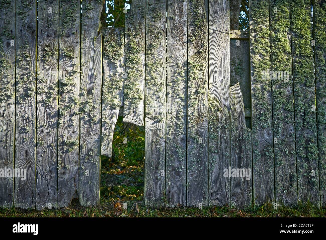 Broken and patterned fence covered in lichen highlighted by early morning autumn sun. Scottish Borders. Stock Photo