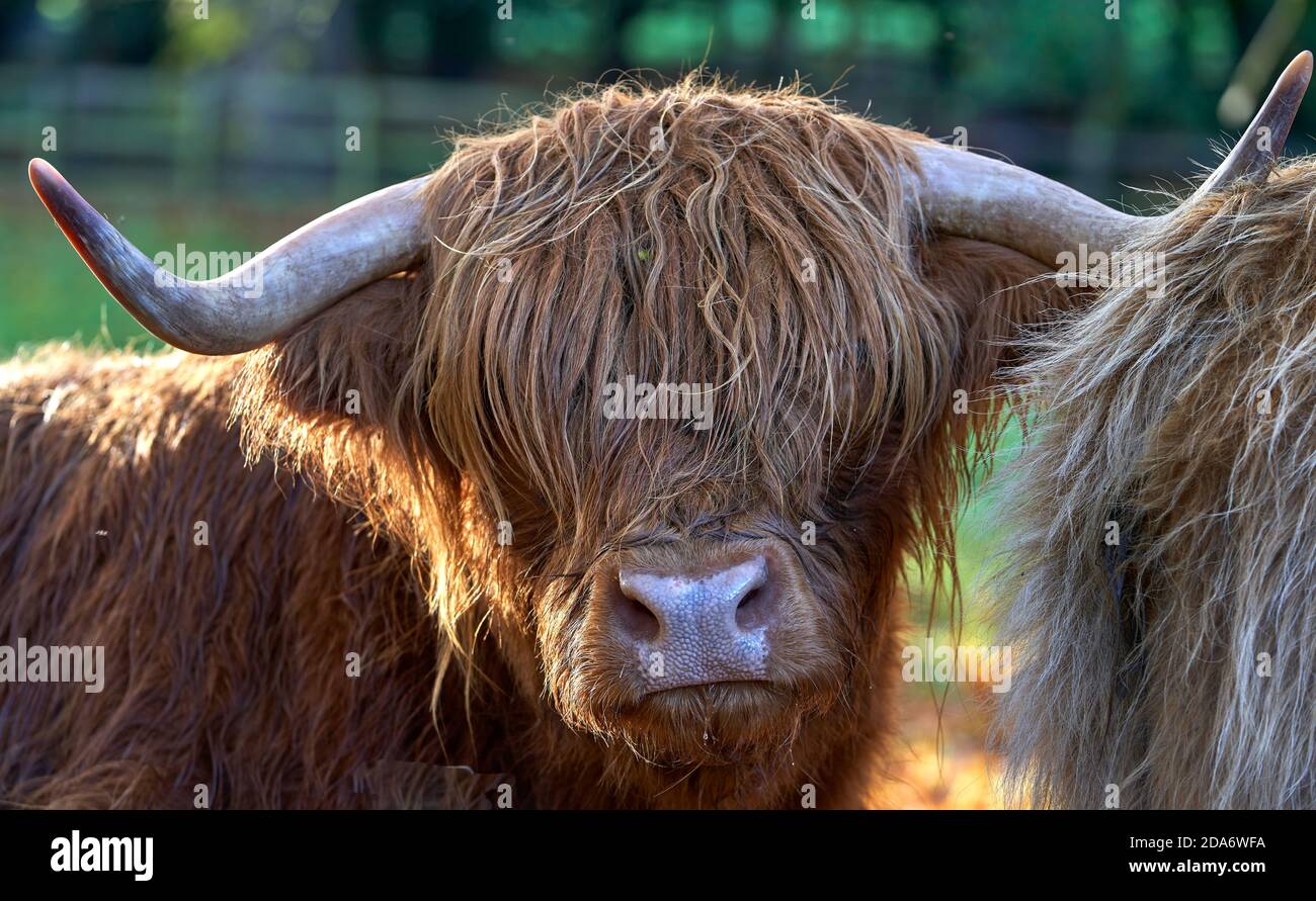 Highland Cow with autumn sunlight in the Scottish Borders.eyelash Stock ...