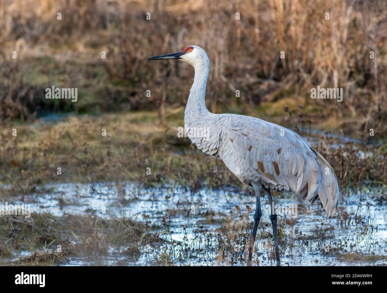 Sandhill Crane, Grus canadensis, moving around the golden grasses in the marsh Stock Photo