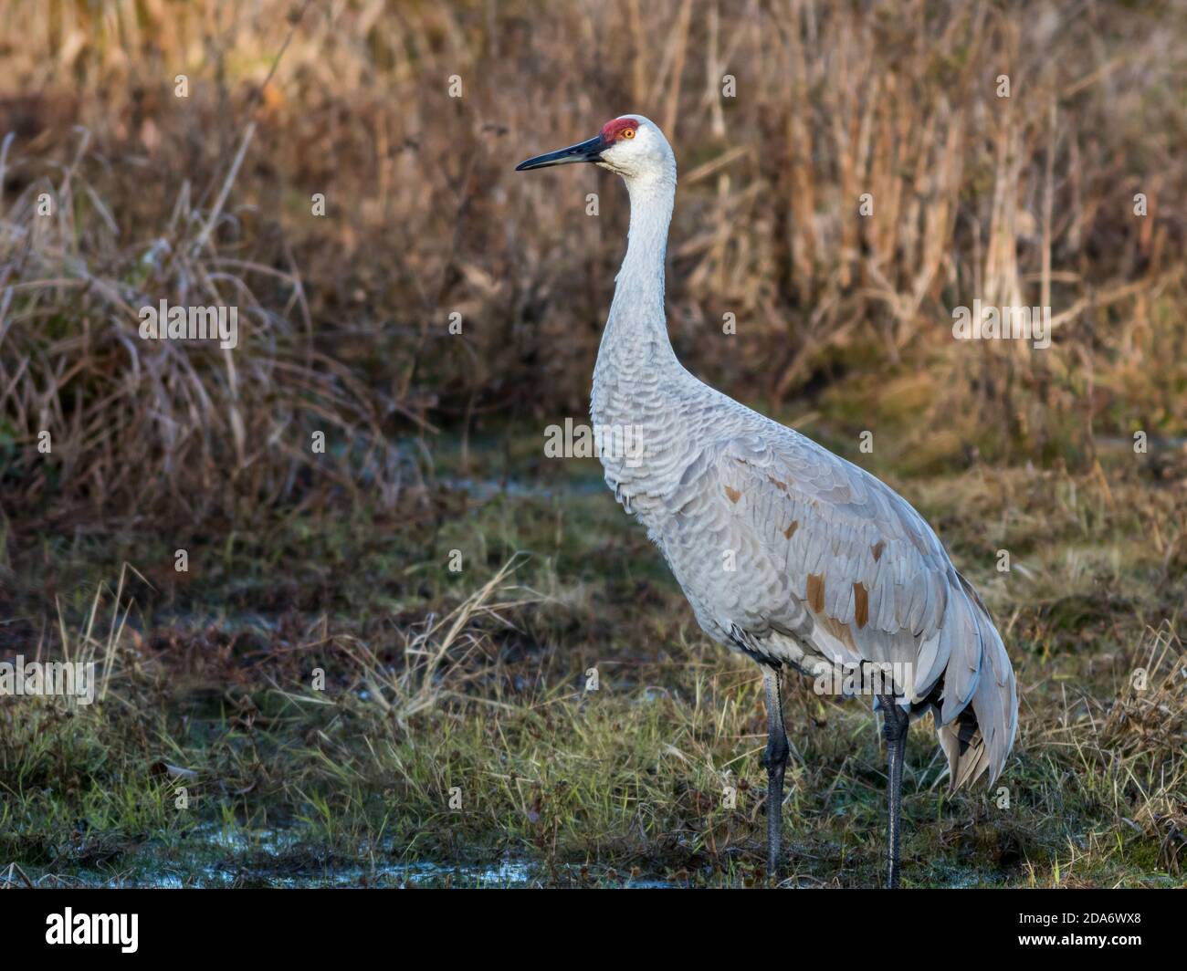 Sandhill Crane, Grus canadensis,  stands tall surrounded by golden grasses in the marsh Stock Photo