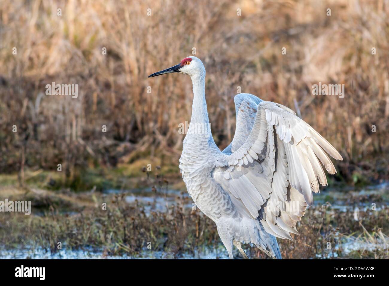 Sandhill Crane, Grus canadensis, displaying graceful wings surrounded by golden grasses in the marsh Stock Photo