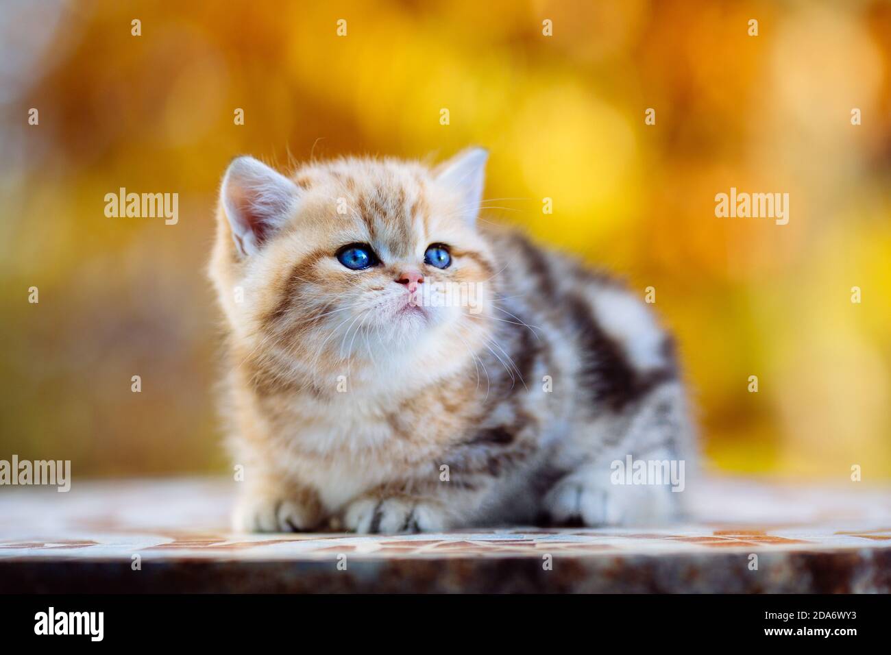 Süßes tabby Britisch Kurzhaar-Kätzchen im Herbst Stock Photo