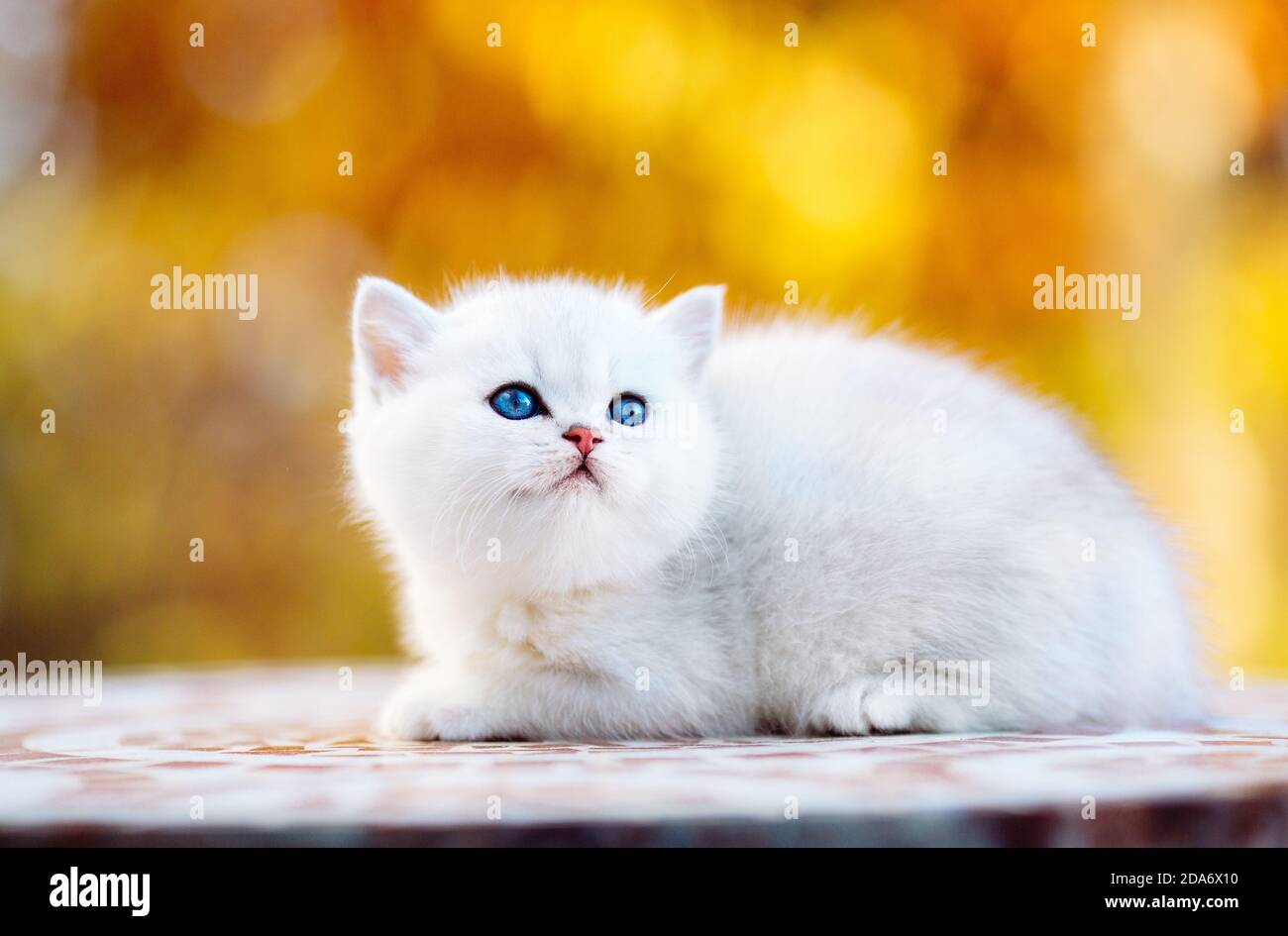 Süßes weißes Britisch Kurzhaar-Kätzchen im Herbst Stock Photo