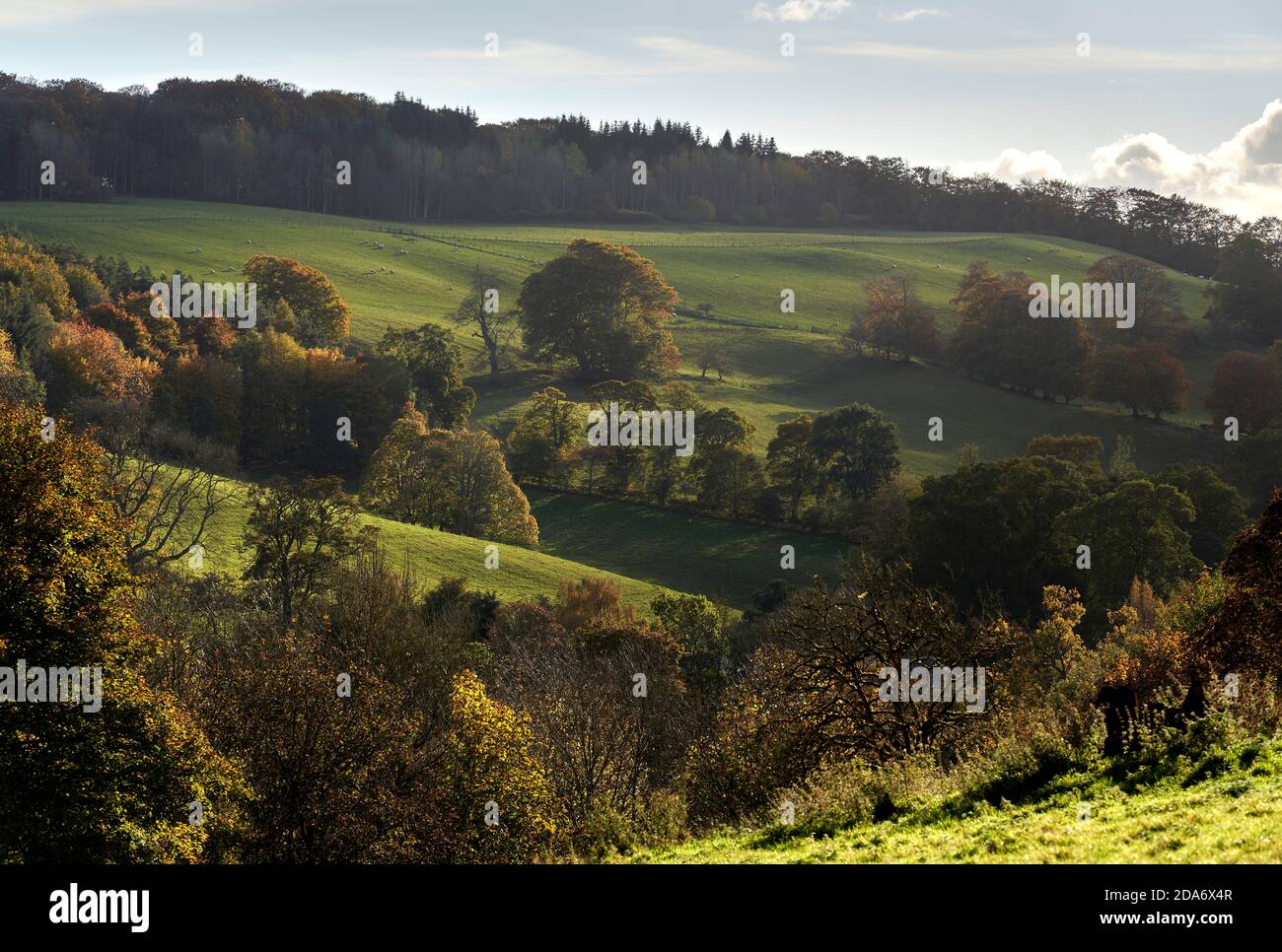 Colourful autumn scene of the rolling hills of the Scottish Borders. Stock Photo