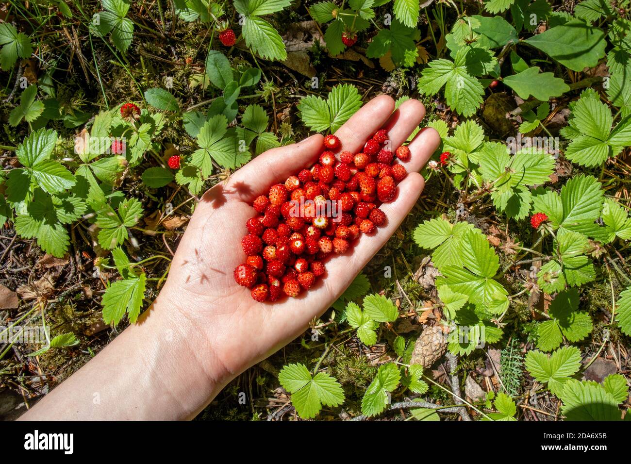 Fresh picked wild strawberries in woman hand. Handful of ripe berries. Berry picking in forest. Summer time. Healthy organic food concept. Plants. Stock Photo