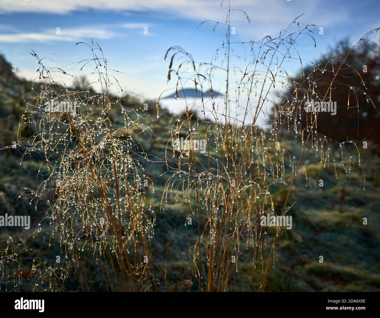 Autumn dew clings to a delicate grass, backlit by the sun with The Eildons shrouded in mist in the background. Stock Photo