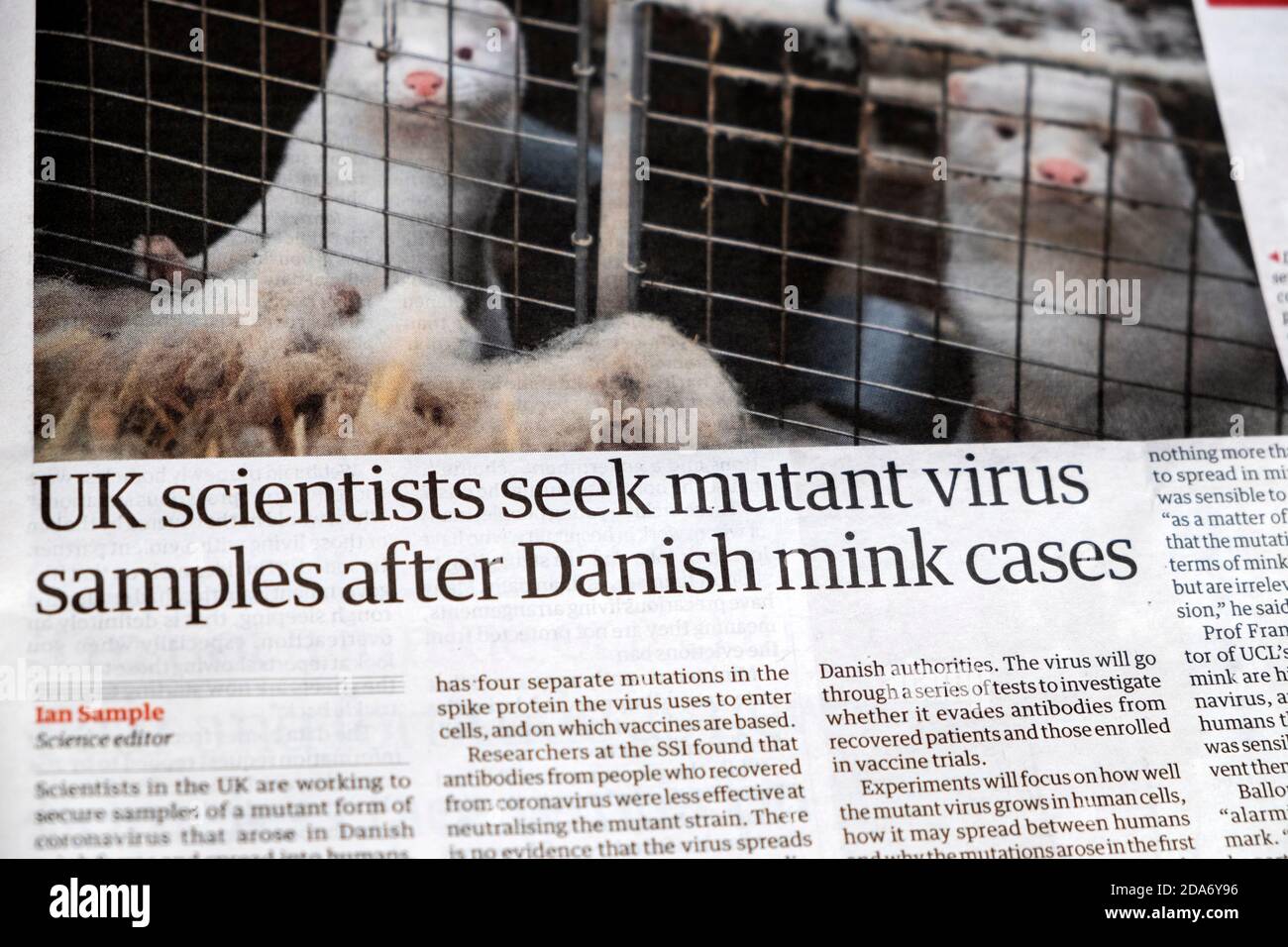 'UK scientists seek mutant virus samples after Danish mink cases' Guardian newspaper Covid 19 coronavirus headline 8 November 2020 London England UK Stock Photo