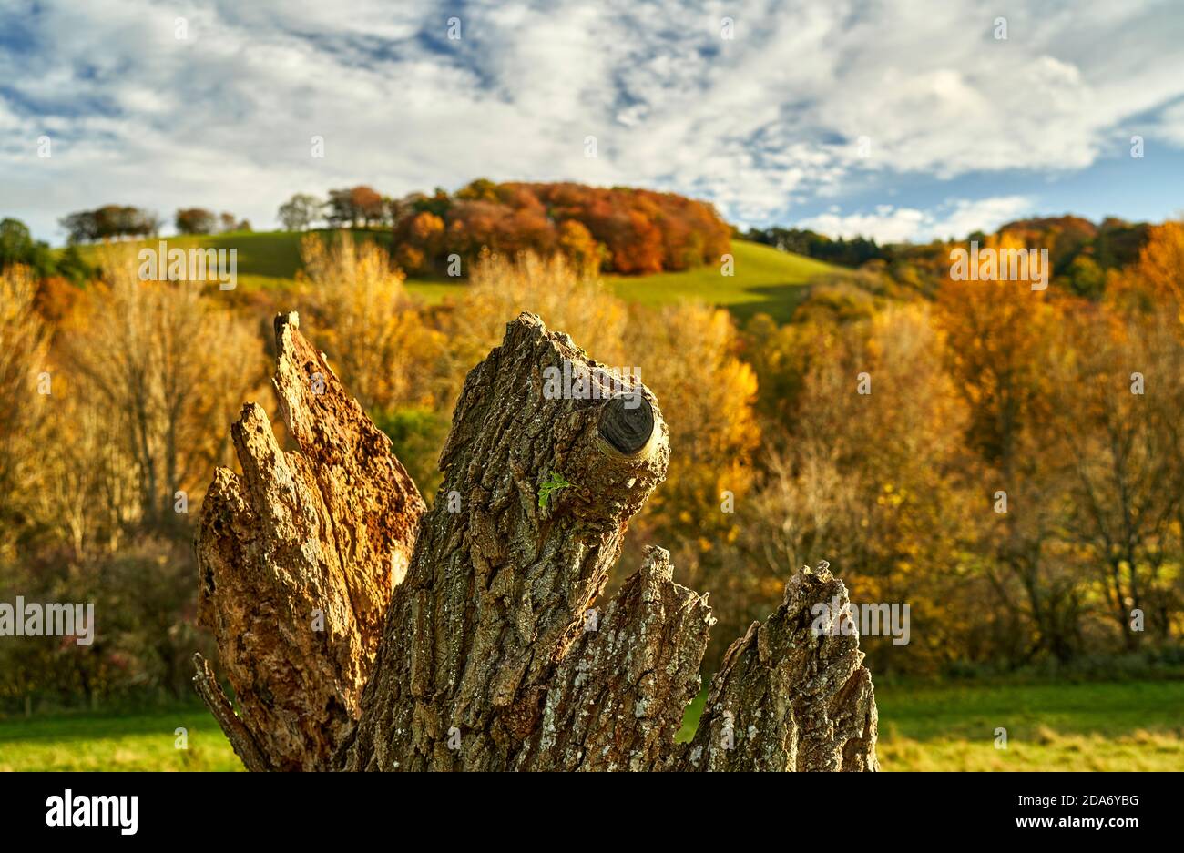 Glorious autumn colours of trees by the River Tweed framed by fallen oak. Stock Photo