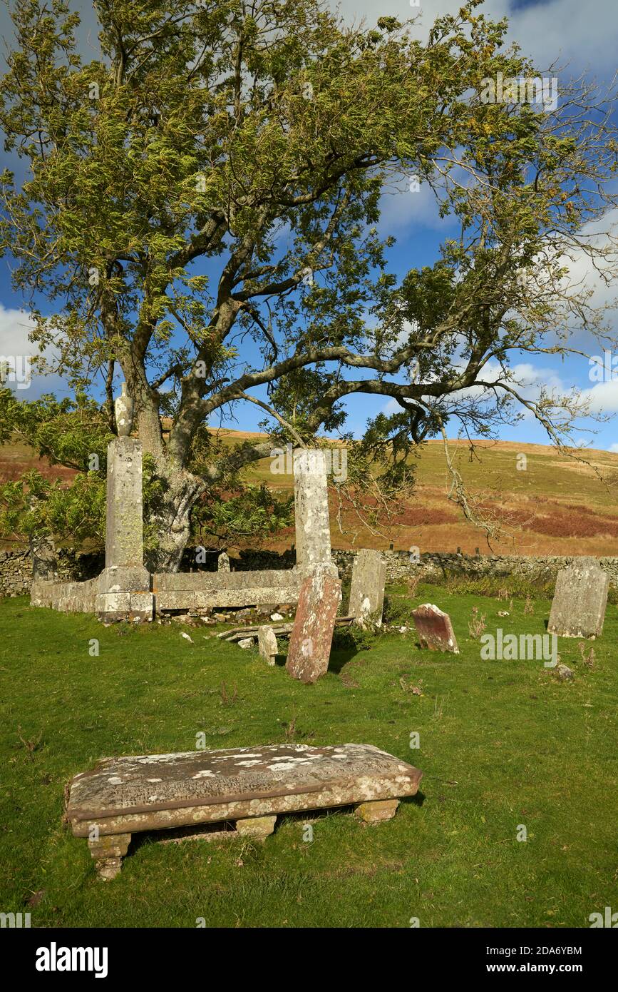 Light plays on an old ash tree in St.Mary's Kirkyard by St.Mary's Loch. Shortlist Woodland Trust Tree of the Year 2021. Stock Photo