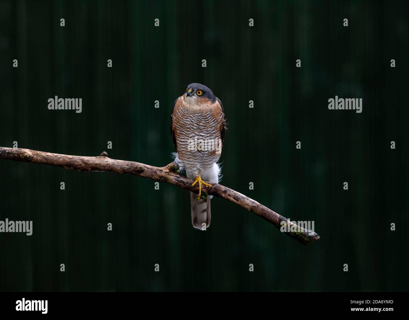 Male Sparrowhawk perched on a branch watching a flock of small birds
