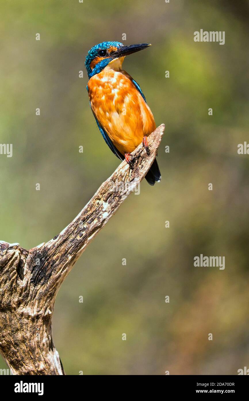 Kingfisher, Alcedo athis, Monfrague National Park, Biosphere Reserve, Caceres Province, Extremadura, Spain, Europe Stock Photo