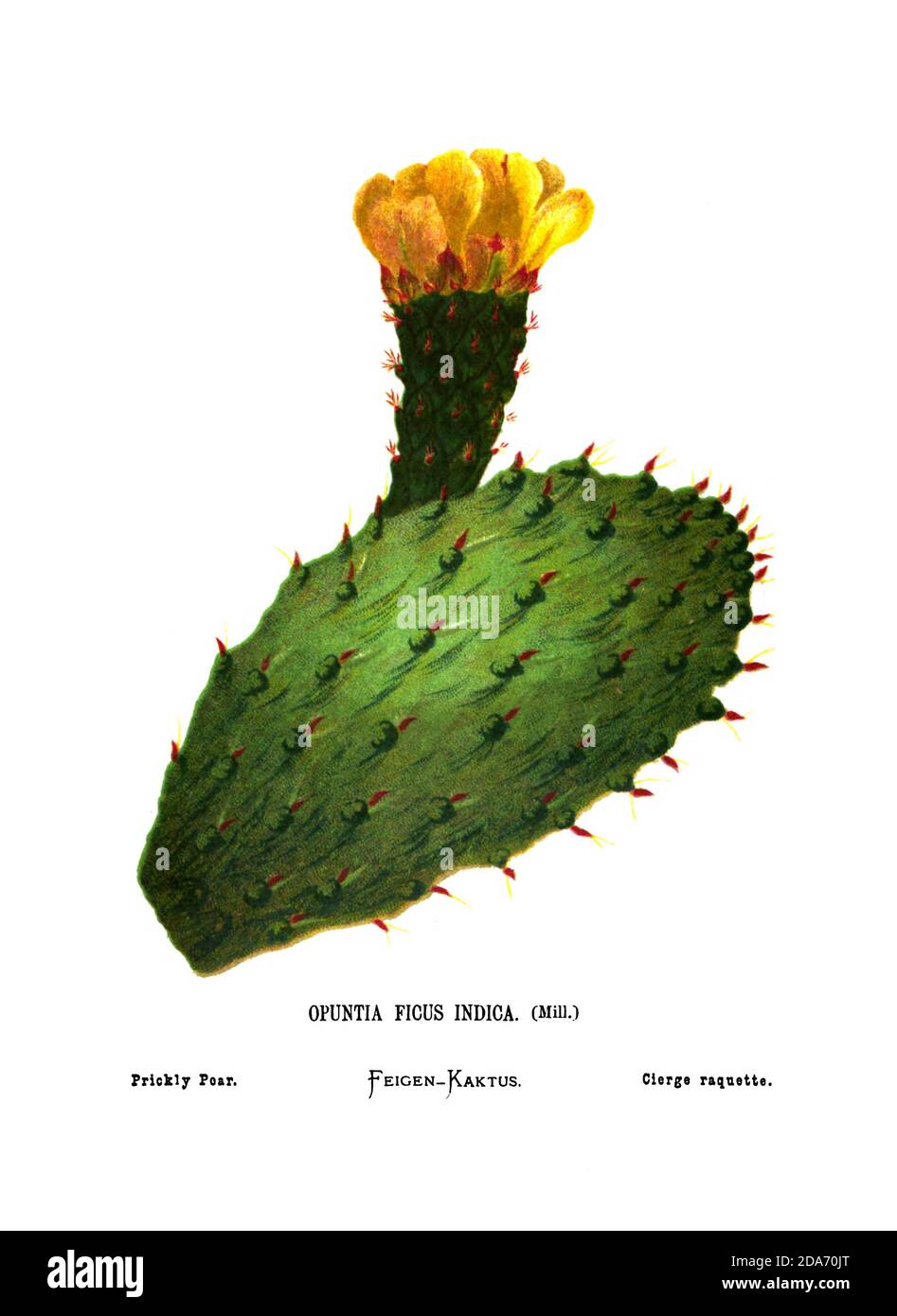 Flowering Prickly pear (Opuntia ficus indica) From the book Wild flowers of the Holy Land: Fifty-Four Plates Printed In Colours, Drawn And Painted After Nature. by Mrs. Hannah Zeller, (Gobat); Tristram, H. B. (Henry Baker), and Edward Atkinson, Published in London by James Nisbet & Co 1876 on white background Stock Photo