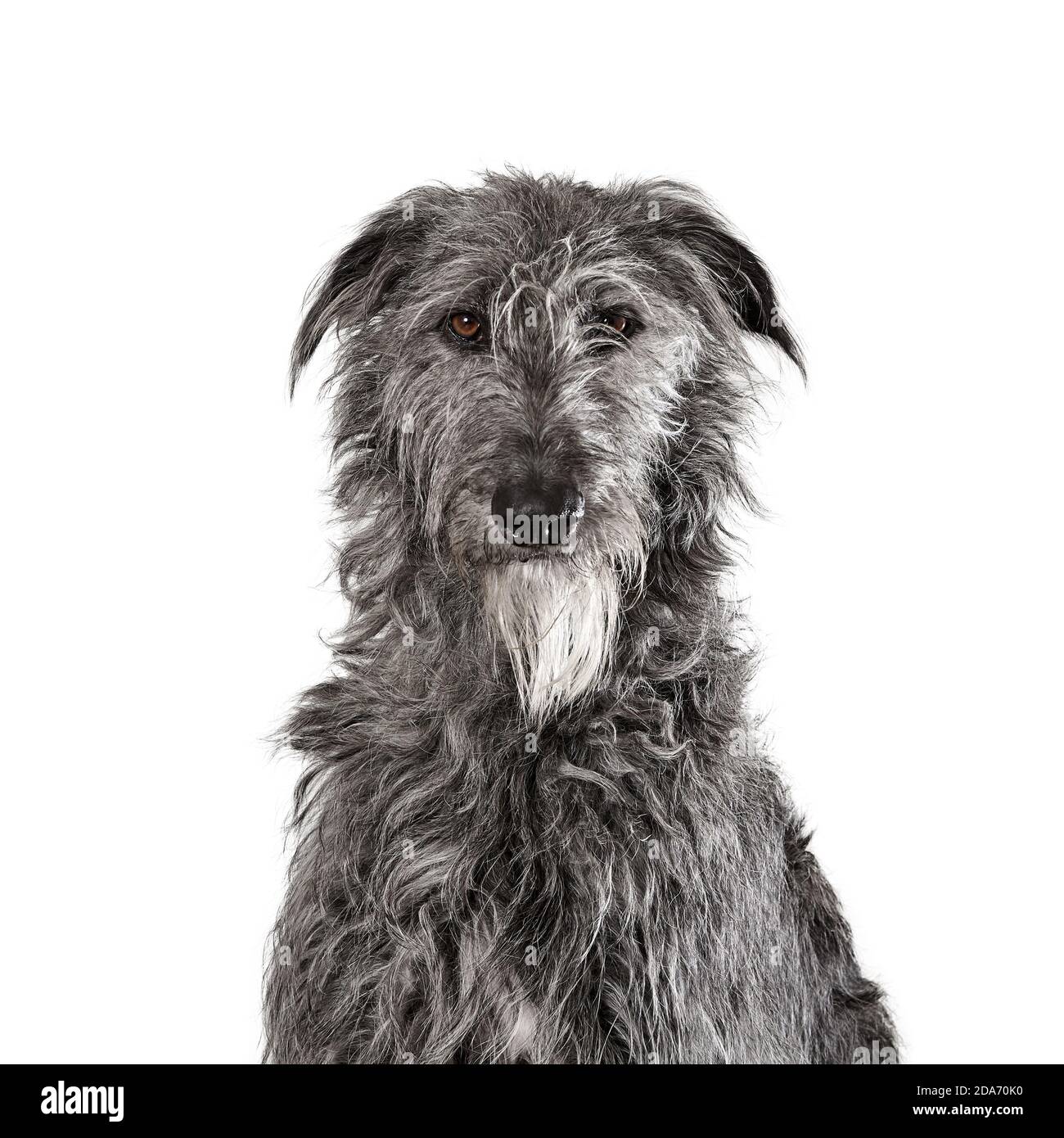 Striking portrait of a Deerhound Stock Photo