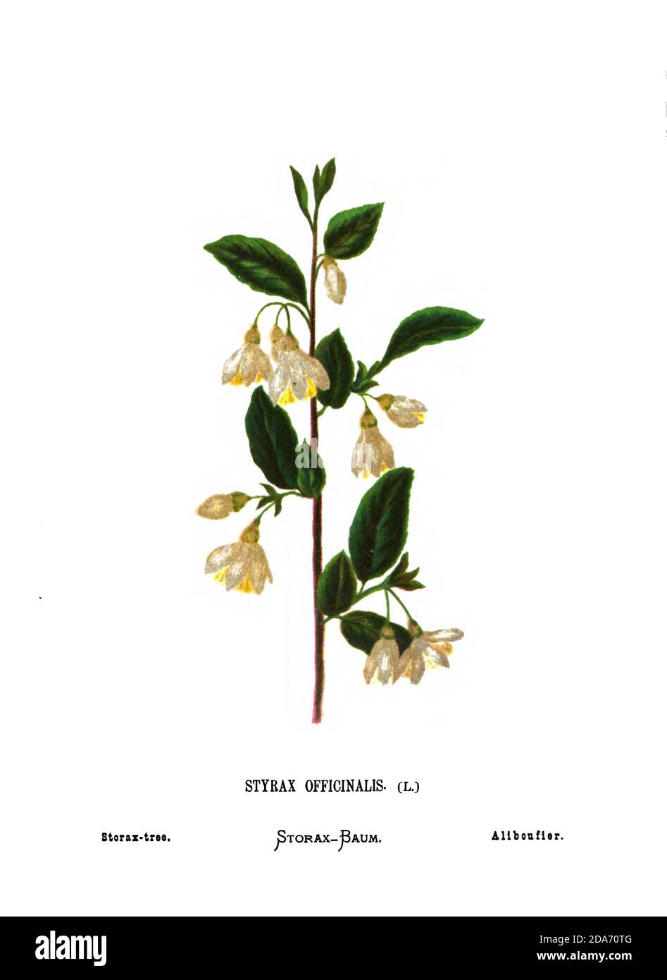 Storax tree (Styrax officinalis) a species of shrub in the family Styracaceae. From the book Wild flowers of the Holy Land: Fifty-Four Plates Printed In Colours, Drawn And Painted After Nature. by Mrs. Hannah Zeller, (Gobat); Tristram, H. B. (Henry Baker), and Edward Atkinson, Published in London by James Nisbet & Co 1876 on white background Stock Photo