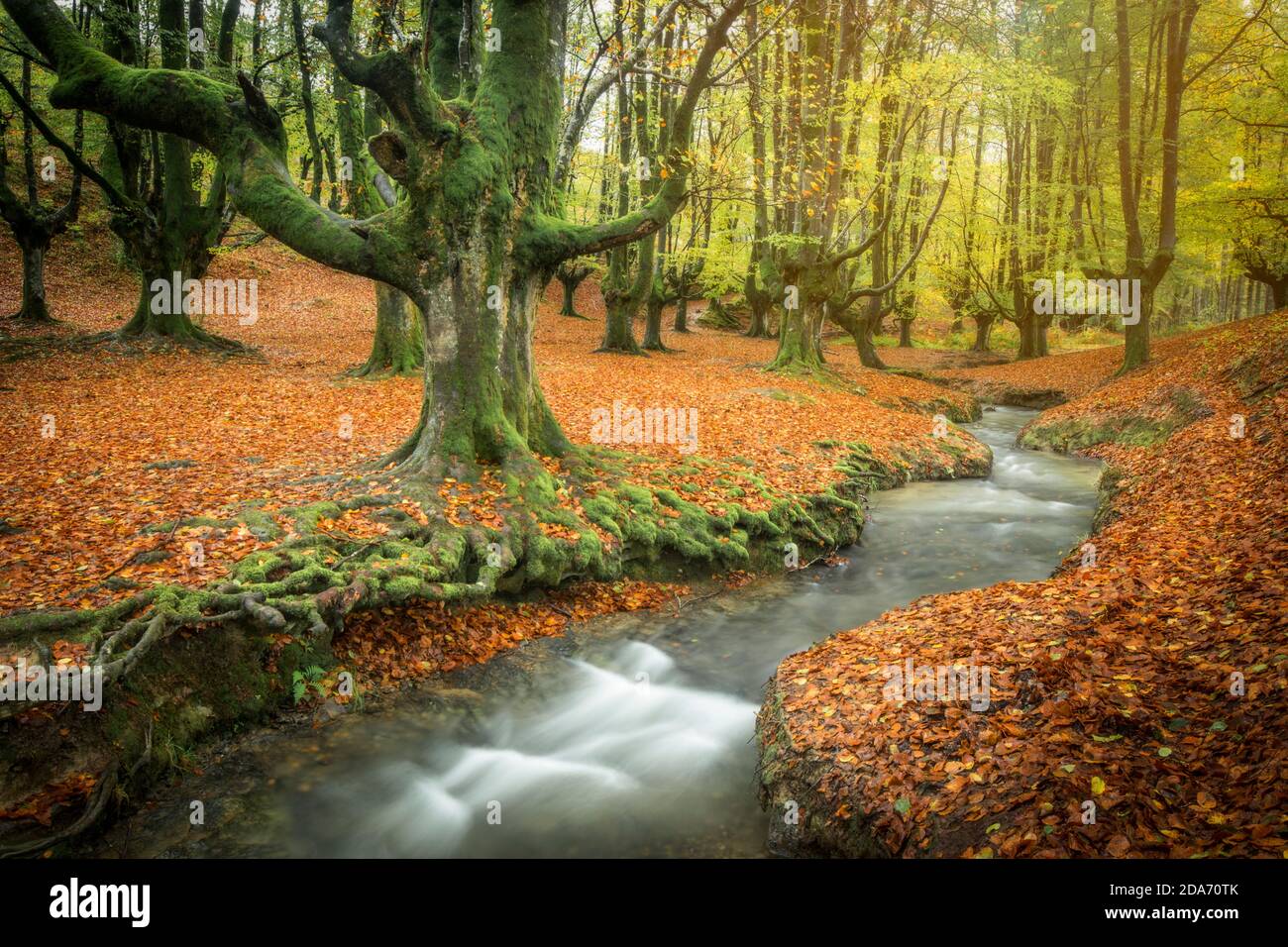 autumn green beech forest otzarreta river Stock Photo