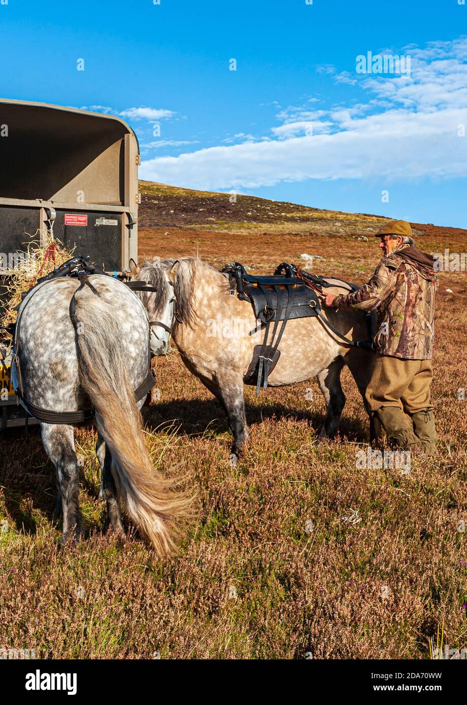 Stalking horse hires stock photography and images Alamy