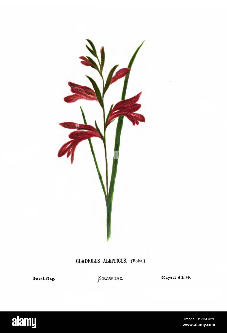 Sword flag or Corn flag (Gladiolus atroviolaceus) From the book Wild flowers of the Holy Land: Fifty-Four Plates Printed In Colours, Drawn And Painted After Nature. by Mrs. Hannah Zeller, (Gobat); Tristram, H. B. (Henry Baker), and Edward Atkinson, Published in London by James Nisbet & Co 1876 on white background Stock Photo