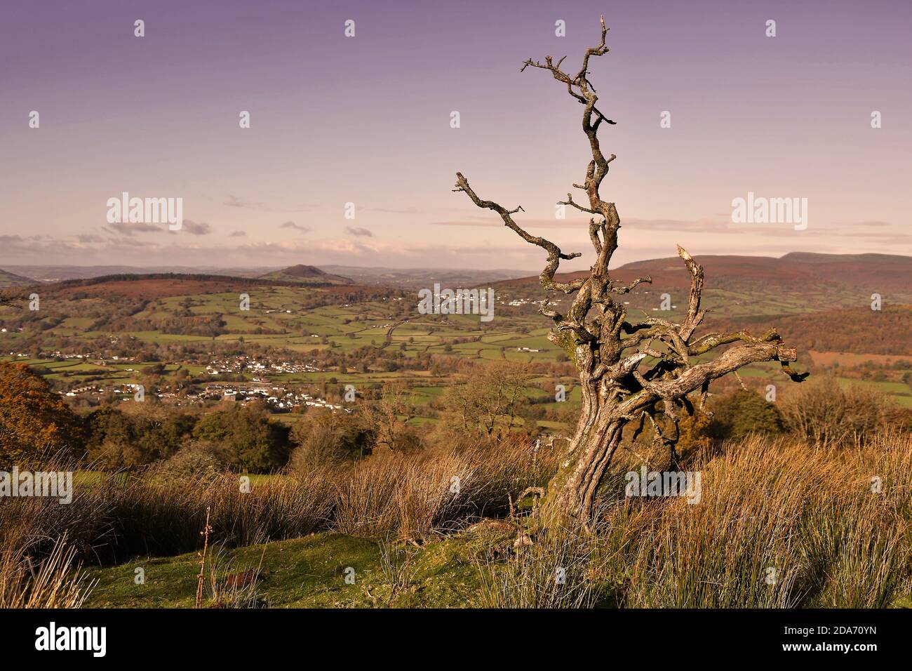 An old dead tree in the Autumn colours in the Usk Valley in the Brecon ...