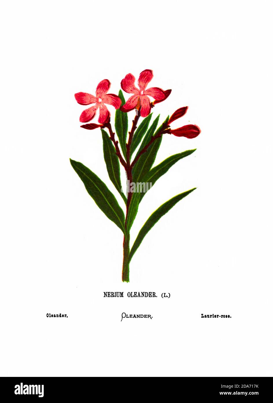 Nerium oleander most commonly known as nerium or oleander From the book Wild flowers of the Holy Land: Fifty-Four Plates Printed In Colours, Drawn And Painted After Nature. by Mrs. Hannah Zeller, (Gobat); Tristram, H. B. (Henry Baker), and Edward Atkinson, Published in London by James Nisbet & Co 1876 on white background Stock Photo