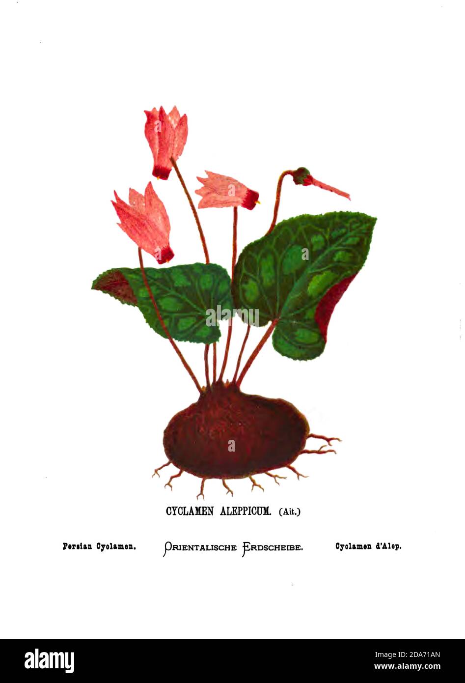 Persian cyclamen (Cyclamen persicum) From the book Wild flowers of the Holy Land: Fifty-Four Plates Printed In Colours, Drawn And Painted After Nature. by Mrs. Hannah Zeller, (Gobat); Tristram, H. B. (Henry Baker), and Edward Atkinson, Published in London by James Nisbet & Co 1876 on white background Stock Photo
