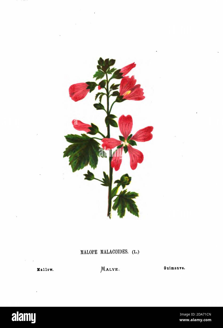 Mallow (Malope malacoides) From the book Wild flowers of the Holy Land: Fifty-Four Plates Printed In Colours, Drawn And Painted After Nature. by Mrs. Hannah Zeller, (Gobat); Tristram, H. B. (Henry Baker), and Edward Atkinson, Published in London by James Nisbet & Co 1876 on white background Stock Photo