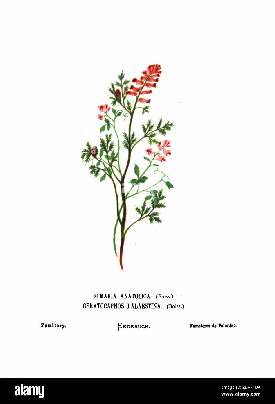 Fumitory (Fumaria anatolica syn Ceratocapnos palaestina) From the book Wild flowers of the Holy Land: Fifty-Four Plates Printed In Colours, Drawn And Painted After Nature. by Mrs. Hannah Zeller, (Gobat); Tristram, H. B. (Henry Baker), and Edward Atkinson, Published in London by James Nisbet & Co 1876 on white background Stock Photo