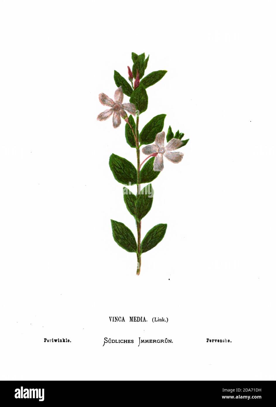 Periwinkle (Vinca media) From the book Wild flowers of the Holy Land: Fifty-Four Plates Printed In Colours, Drawn And Painted After Nature. by Mrs. Hannah Zeller, (Gobat); Tristram, H. B. (Henry Baker), and Edward Atkinson, Published in London by James Nisbet & Co 1876 on white background Stock Photo