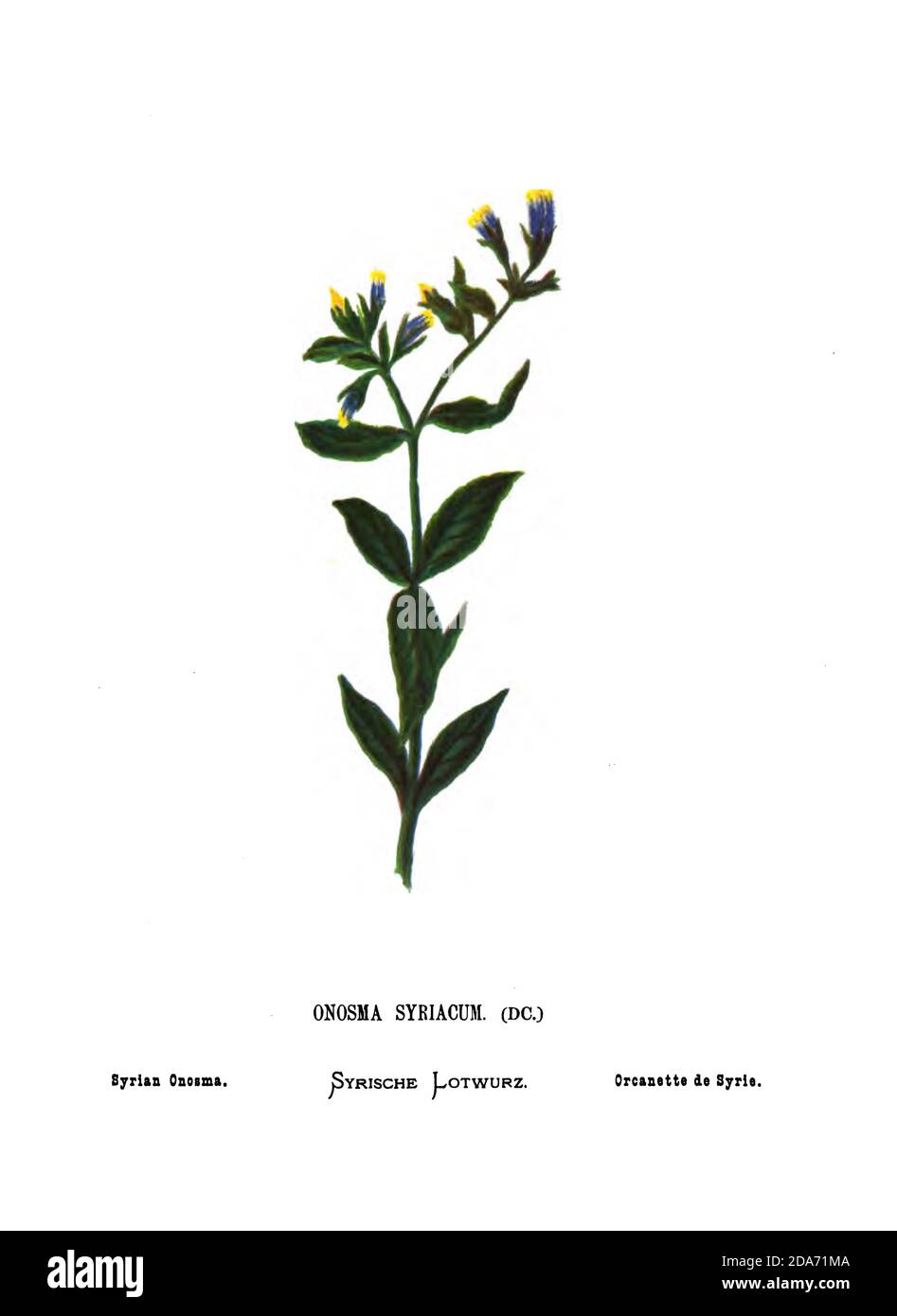 Syrian Onosma From the book Wild flowers of the Holy Land: Fifty-Four Plates Printed In Colours, Drawn And Painted After Nature. by Mrs. Hannah Zeller, (Gobat); Tristram, H. B. (Henry Baker), and Edward Atkinson, Published in London by James Nisbet & Co 1876 on white background Stock Photo