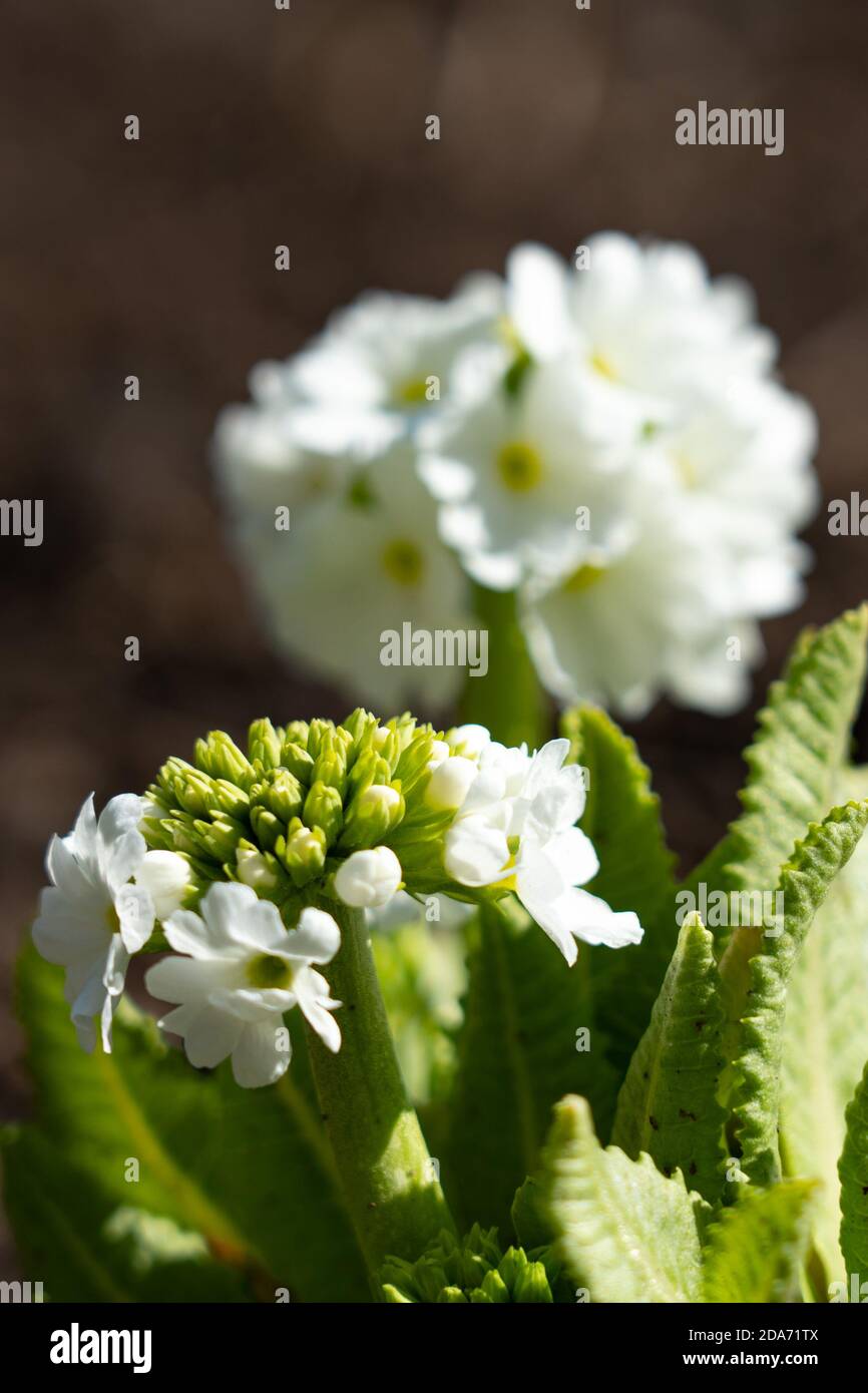 Spherical white primrose flower on a spring garden flowerbed Stock Photo