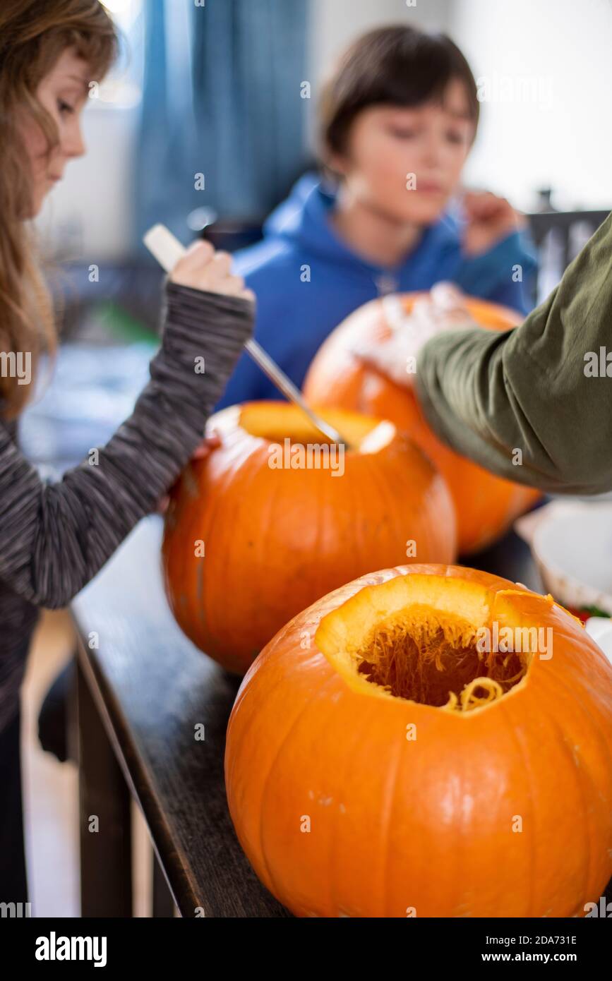 Sheffield UK –  October 30 2019 : Halloween preparations as the children get busy hollowing out and carving the Jack O Lanterns Stock Photo