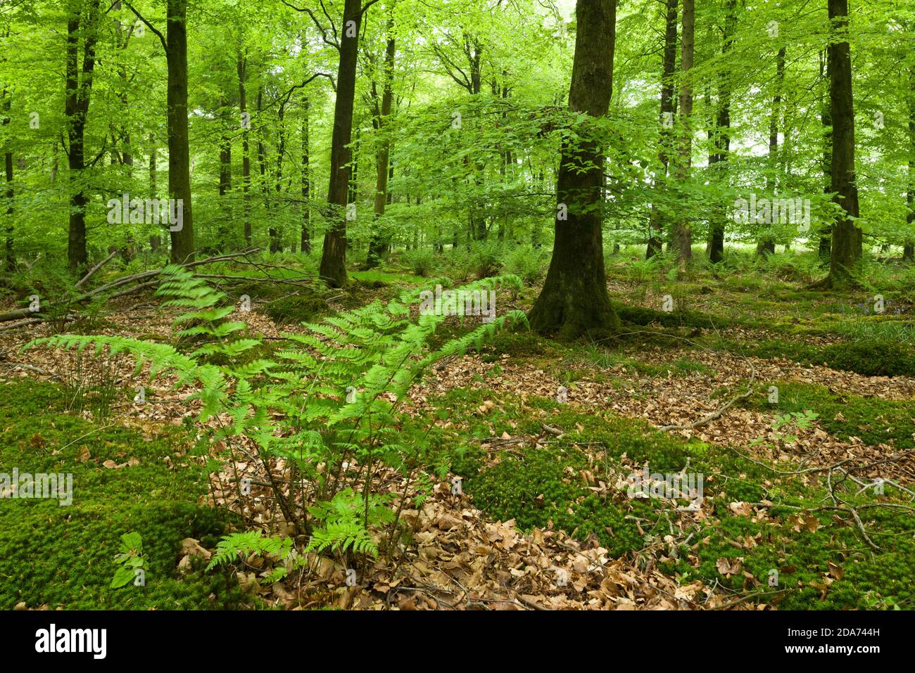 Broad Buckler Fern (Dryopteris dilatata) in a beech woodland in spring at Stockhill Wood in the Mendip Hills, Somerset, England. Stock Photo