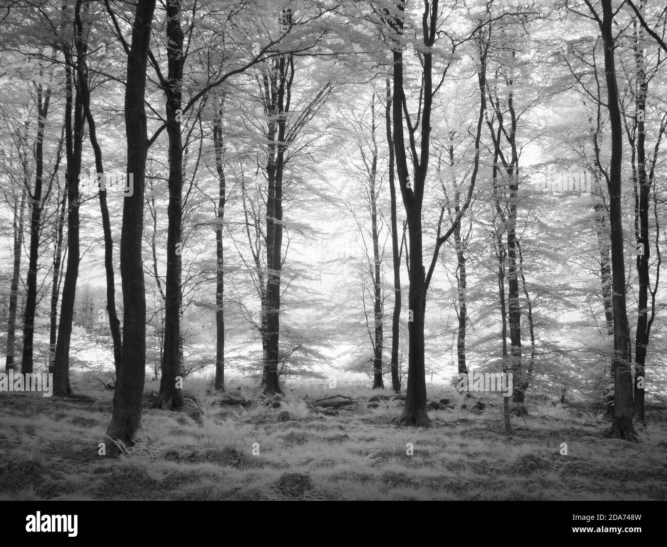 An infrared black and white image of the edge of a beech woodland in the Mendip Hills, Somerset, England. Stock Photo