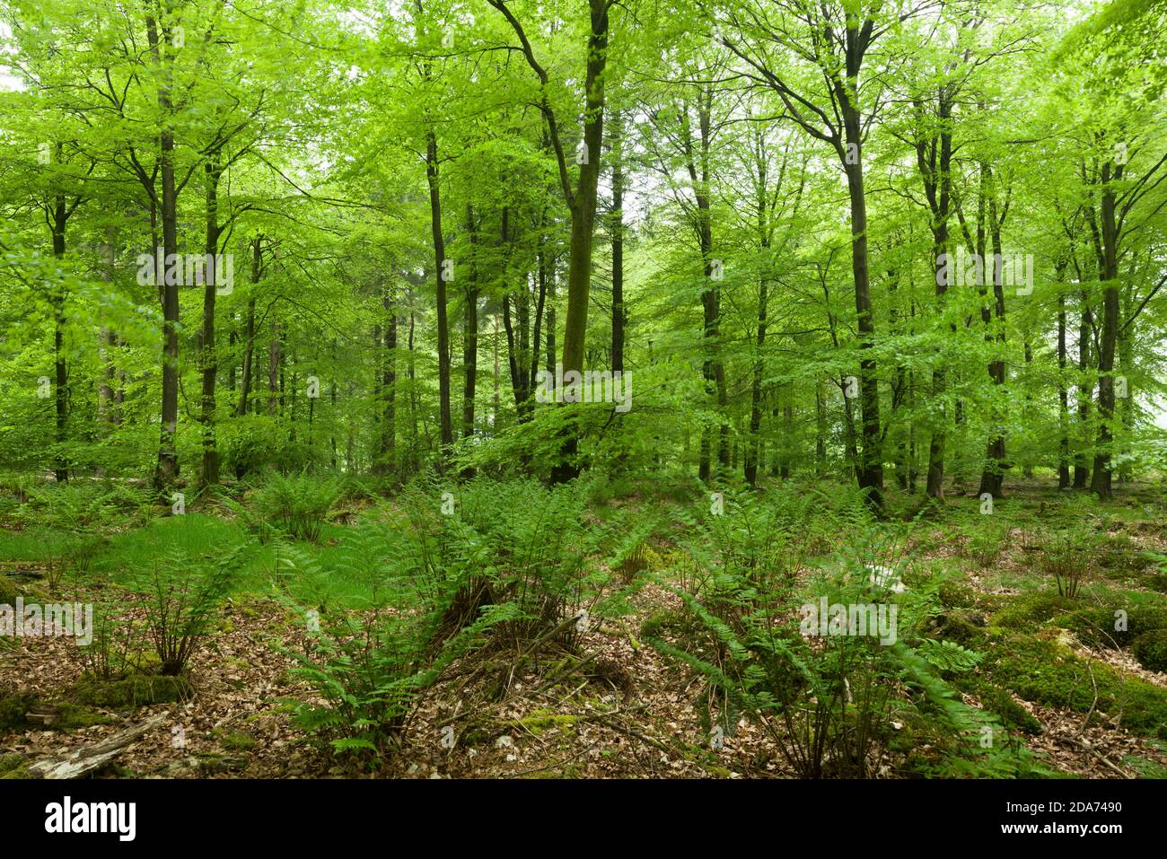 Broad Buckler Ferns (Dryopteris dilatata) in a beech woodland in spring at Stockhill Wood in the Mendip Hills, Somerset, England. Stock Photo