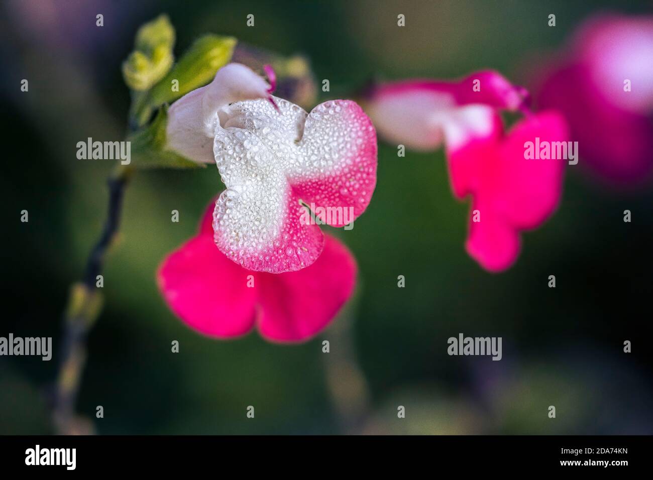 water drops on hop lips flower with burred background Stock Photo