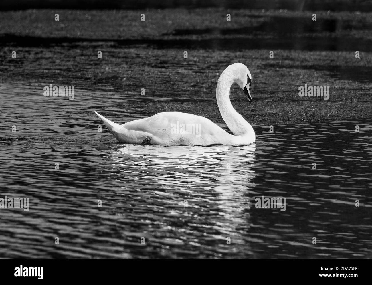 black and white image of a swan on a lake Stock Photo