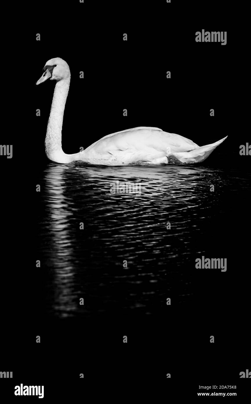 black and white image of a swan on a lake Stock Photo