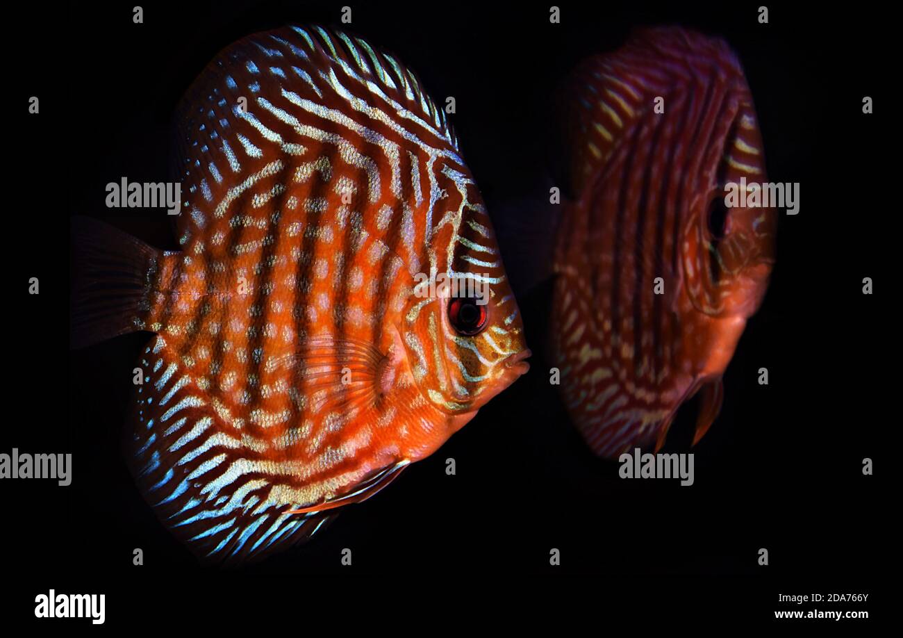 Royal Red Discus - (Symphysodon sp.) Stock Photo