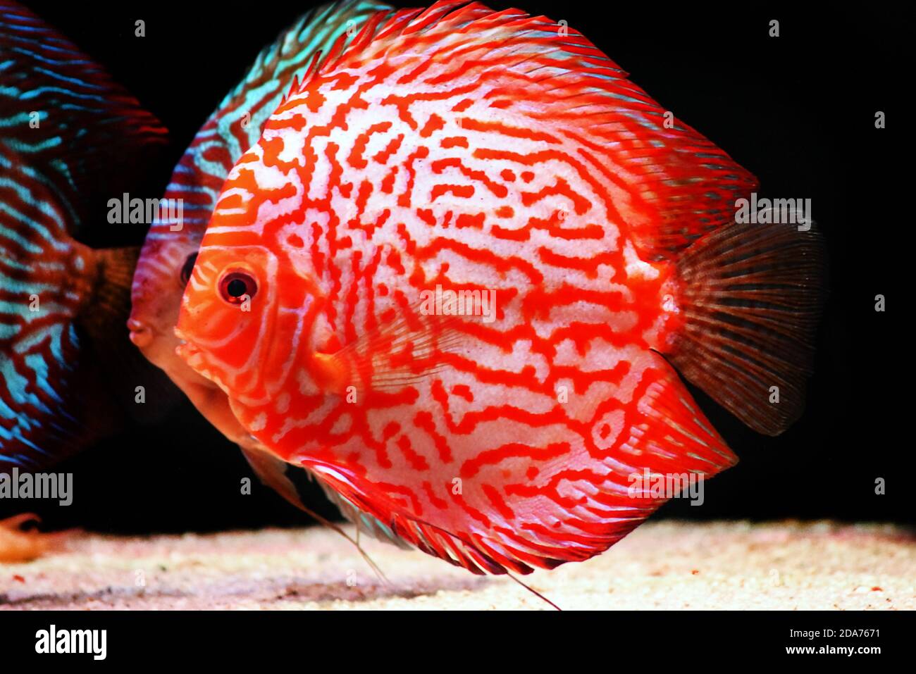 Stardust Discus fish - (Symphysodon aequifasciatus) Stock Photo