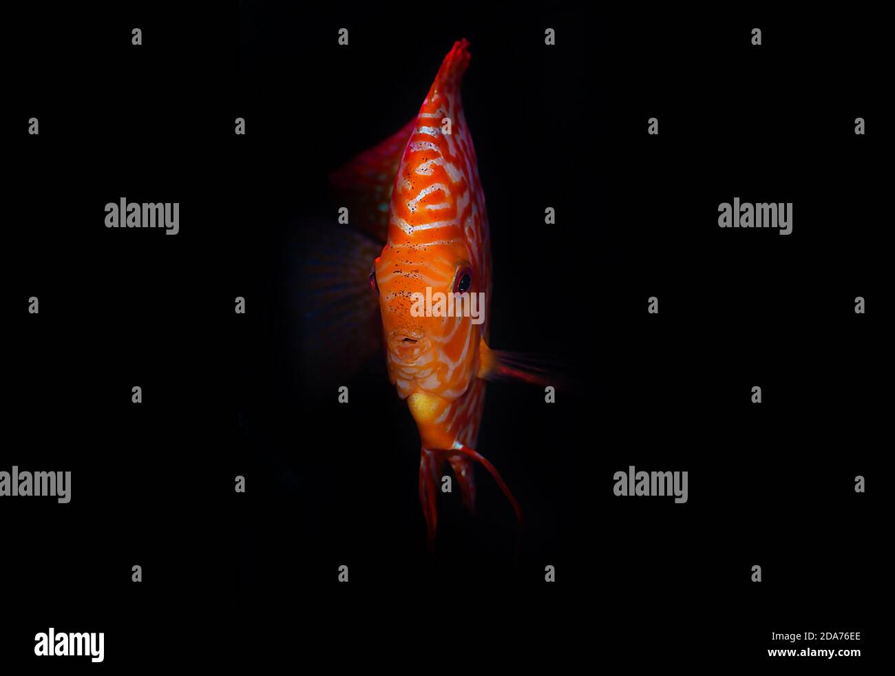 Stardust Discus fish - (Symphysodon aequifasciatus) Stock Photo