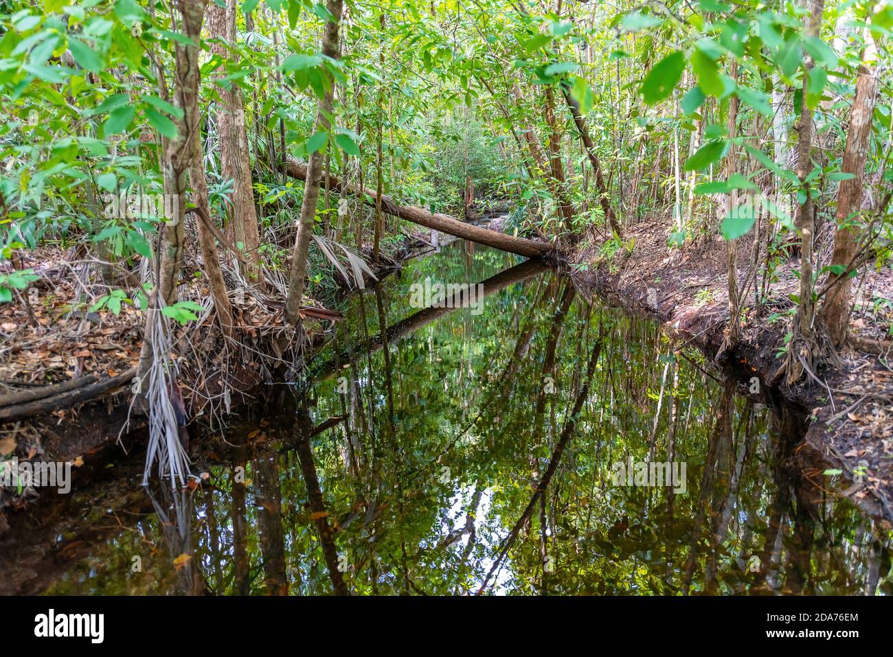 Tropical monsoon forest hires stock photography and images Alamy