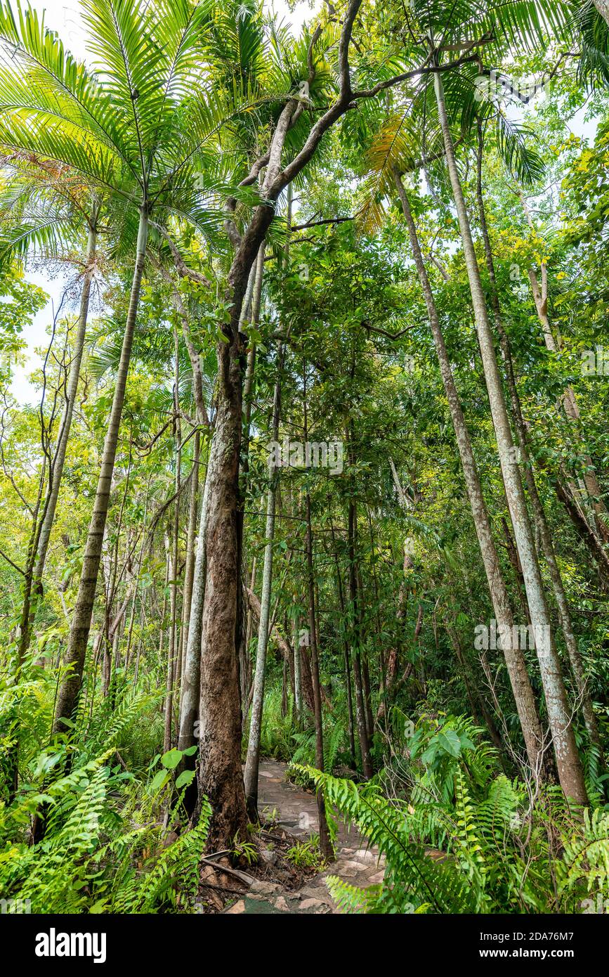 A walkway through the natural mangrove and monsoon forest at Litchfield