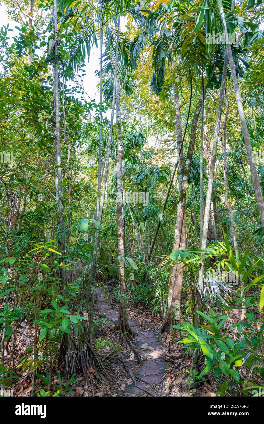 Tropical monsoon forest hires stock photography and images Alamy
