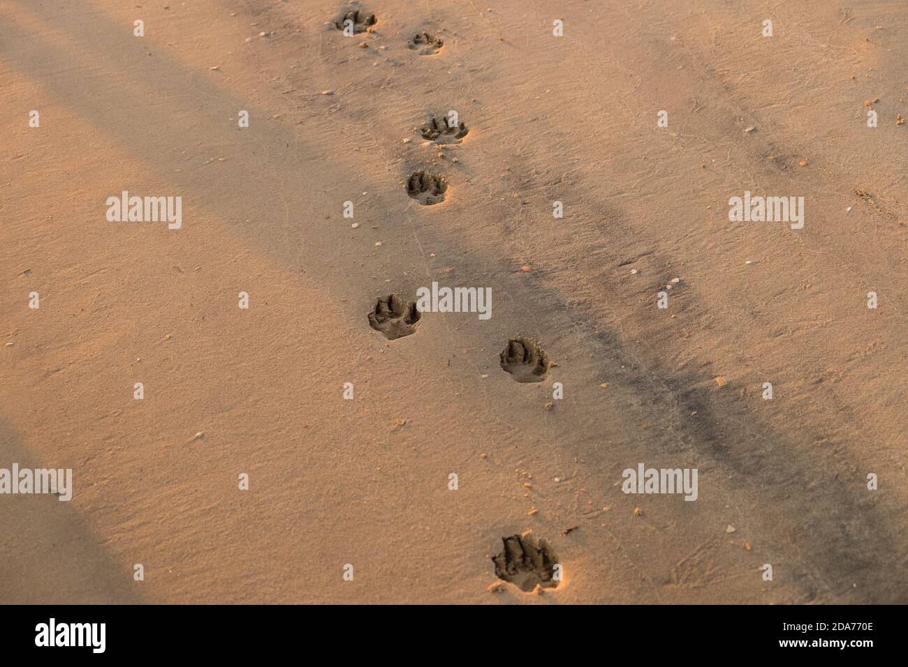 man walking on sand beach leaving footprints in the sand Stock Photo ...