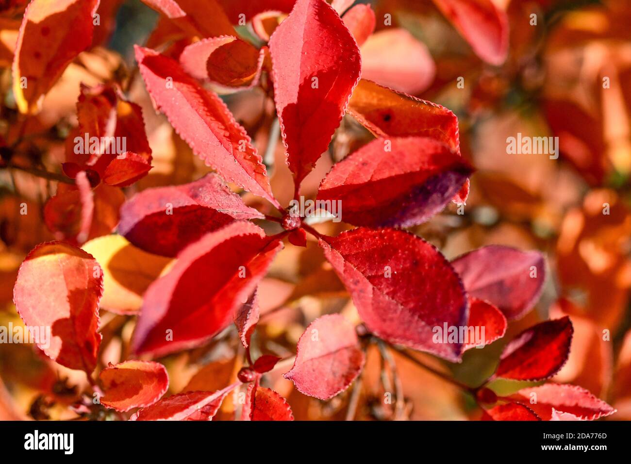 multicolored leaves - fall foliage - red leaves on bush - multi-colored shrub leaf - red leaves in autumn Stock Photo