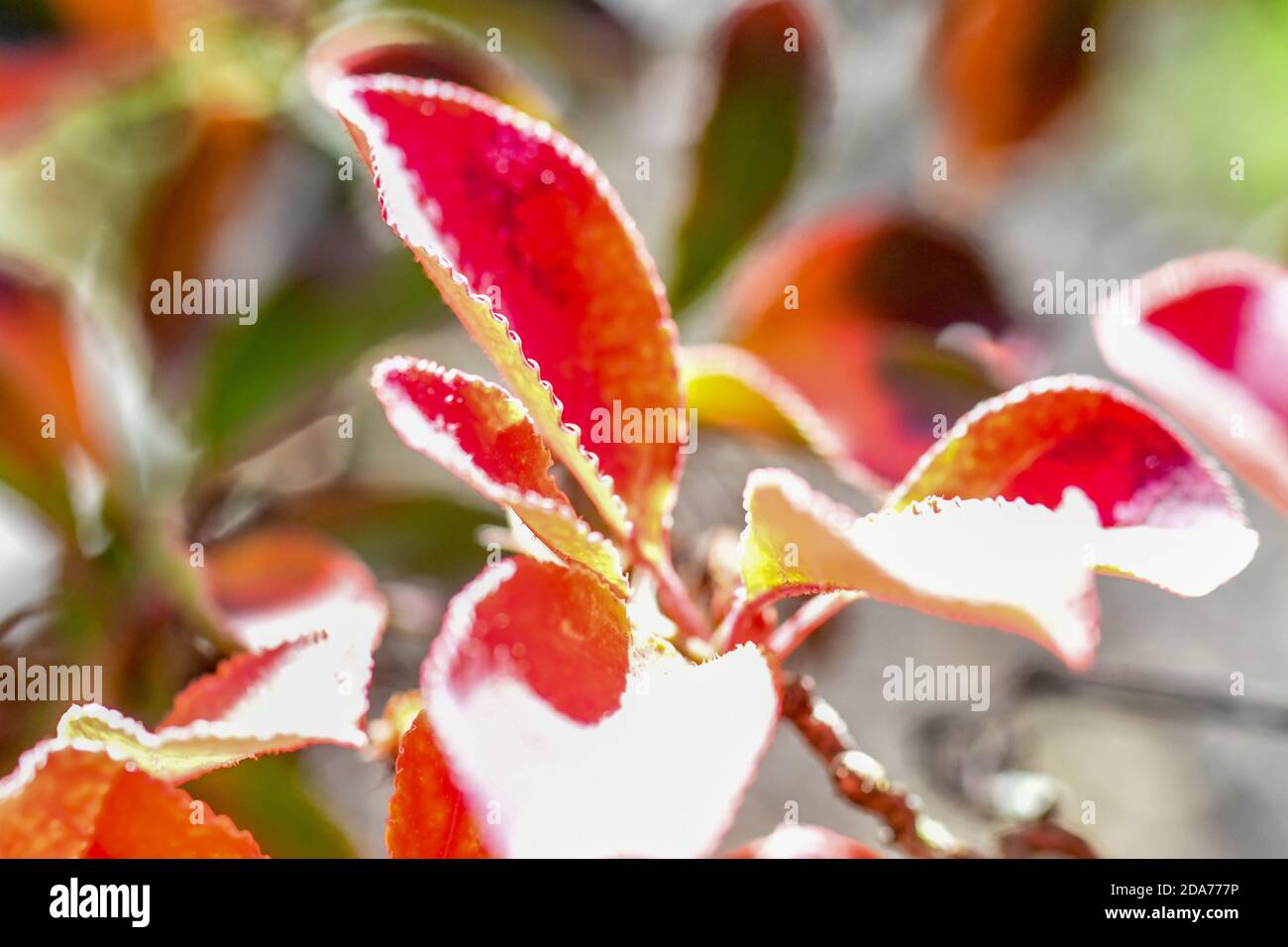 multicolored leaves - fall foliage - red leaves on bush - multi-colored shrub leaf - red leaves in autumn Stock Photo