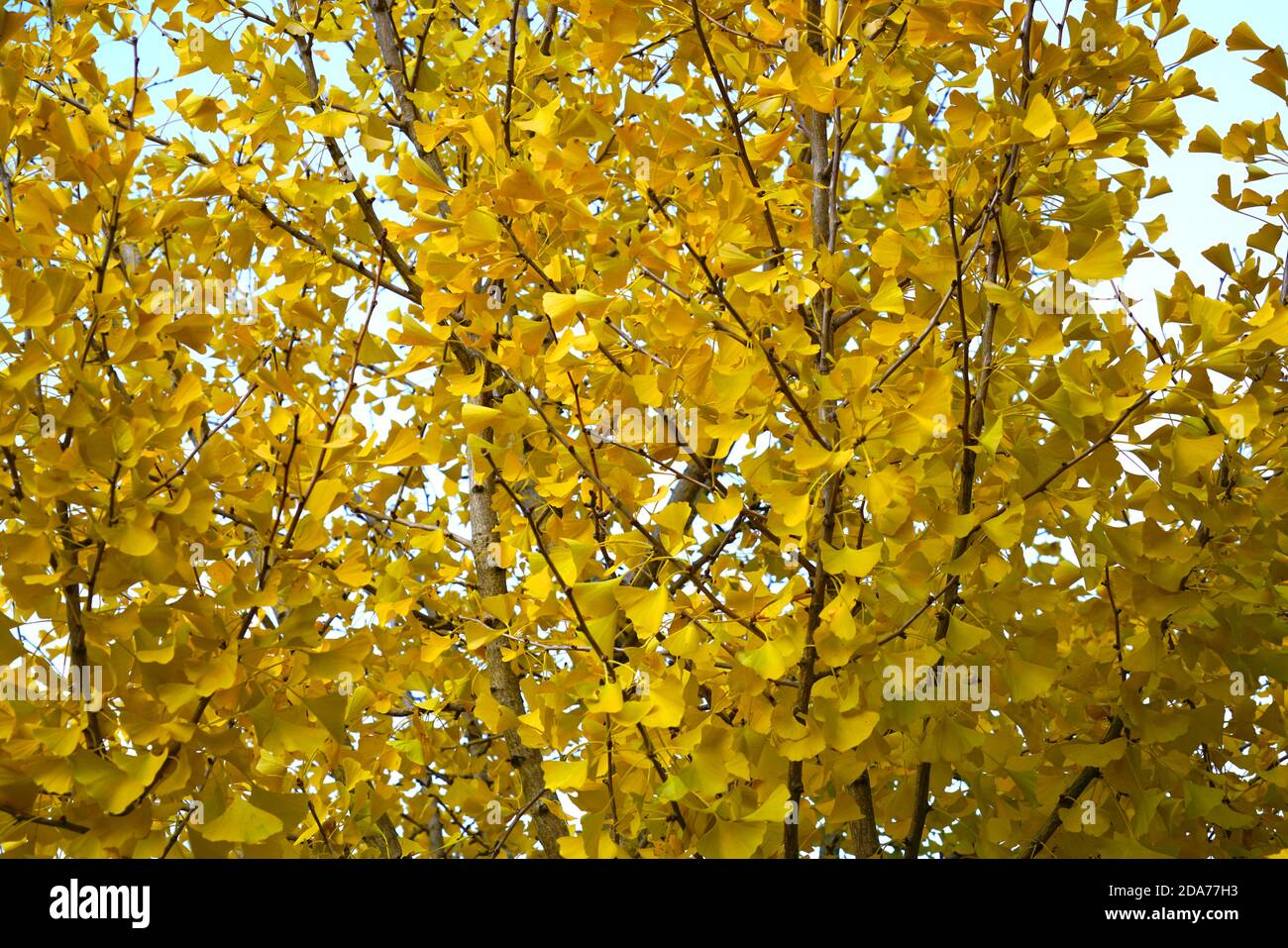 Yellow fanshaped leaves of the ginkgo biloba tree in autumn Stock Photo Alamy